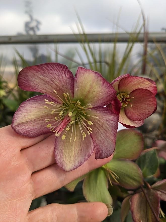 2gHGC® ICE N' ROSES® Dark Picotee Lenten Rose